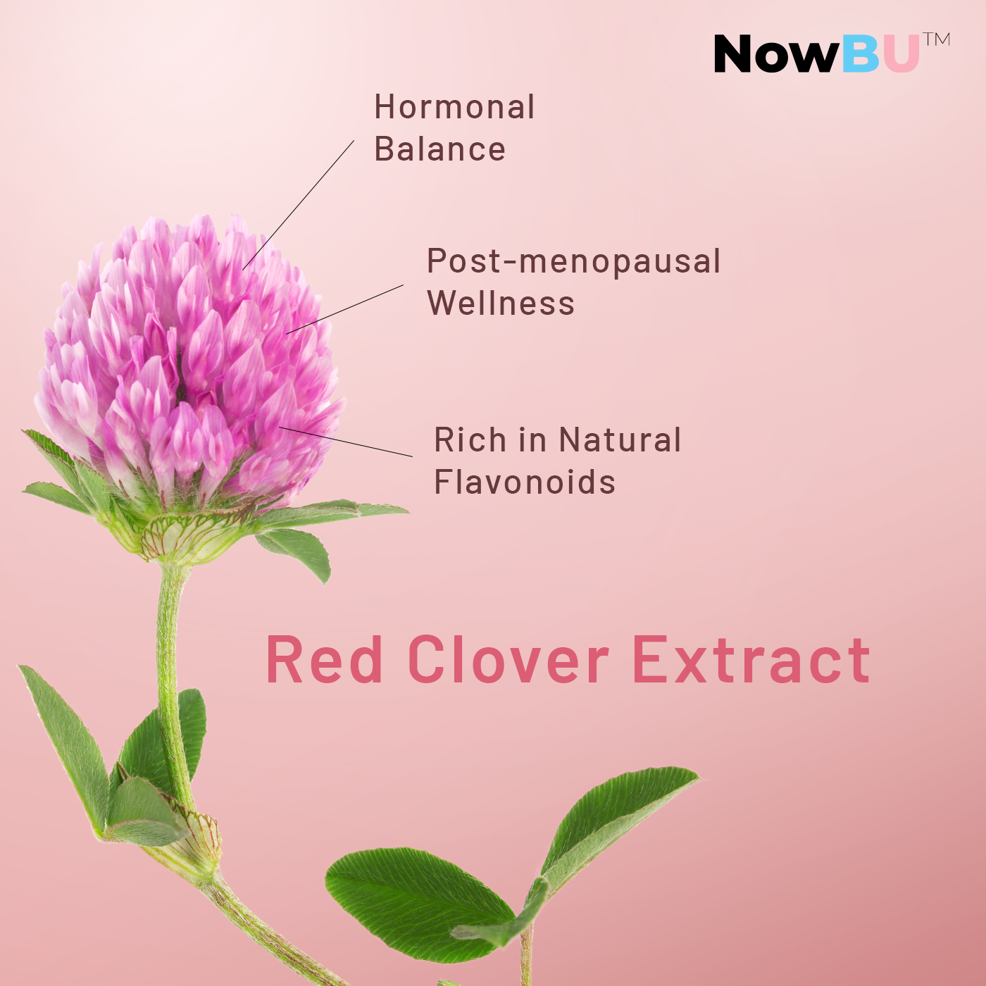 NowBU™ Supplement